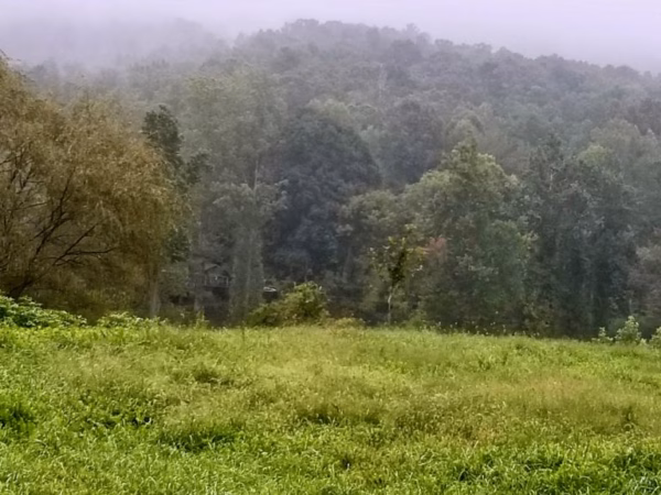 Wildrock