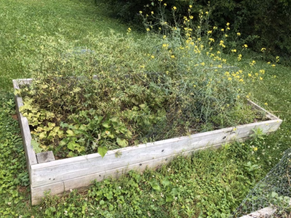 Gardening Club sprouts this summer