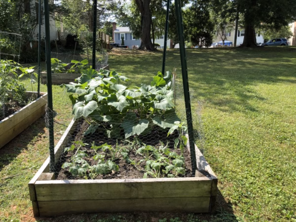 Gardening Club sprouts this summer