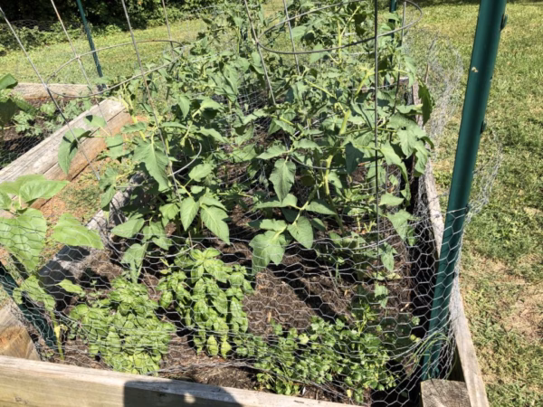 Gardening Club sprouts this summer