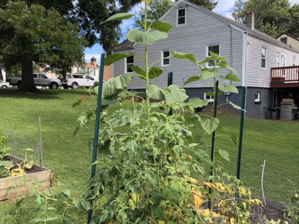 Gardening Club sprouts this summer