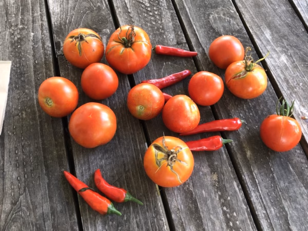 Gardening Club sprouts this summer